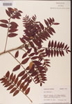 000002603-thumbnail.jpg