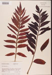 000002604-thumbnail.jpg