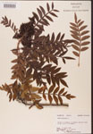 000002605-thumbnail.jpg