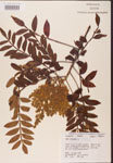 Rhus
