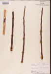 000002607-thumbnail.jpg