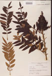000002608-thumbnail.jpg
