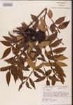 000002611-thumbnail.jpg