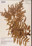 Rhus