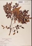 000002616-thumbnail.jpg