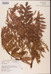000002617-thumbnail.jpg