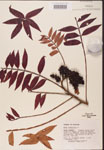 000002620-thumbnail.jpg