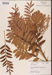 Rhus
