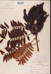 000002629-thumbnail.jpg