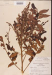 000002630-thumbnail.jpg