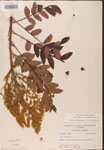 000002632-thumbnail.jpg