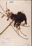 Rhus