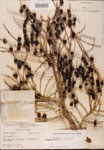 000002665-thumbnail.jpg