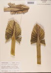 000002668-thumbnail.jpg