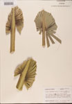 000002671-thumbnail.jpg