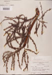 Serenoa