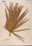 Serenoa