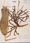 000002689-thumbnail.jpg