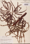 Serenoa