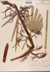 000002694-thumbnail.jpg