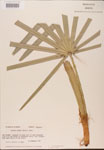 000002695-thumbnail.jpg