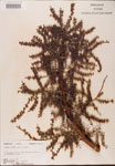 Serenoa