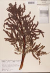 Serenoa