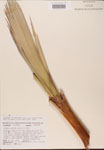 Serenoa