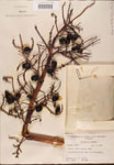 000002704-thumbnail.jpg