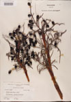 Serenoa