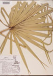 000002706-thumbnail.jpg