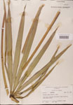Serenoa