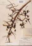 Serenoa