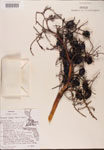 Serenoa
