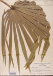 000002715-thumbnail.jpg