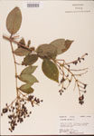 000002721-thumbnail.jpg