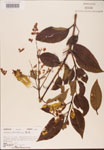 000002722-thumbnail.jpg