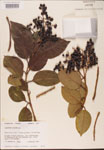 000002724-thumbnail.jpg