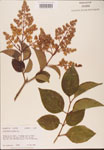 000002725-thumbnail.jpg