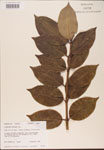 Ligustrum