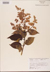 000002728-thumbnail.jpg