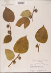 000002733-thumbnail.jpg