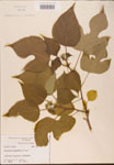 000002735-thumbnail.jpg