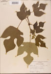 000002736-thumbnail.jpg