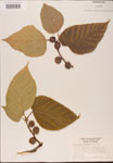 000002737-thumbnail.jpg