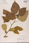 Broussonetia