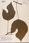000002742-thumbnail.jpg
