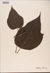 Broussonetia