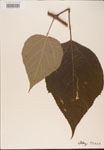 Broussonetia