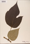 Broussonetia